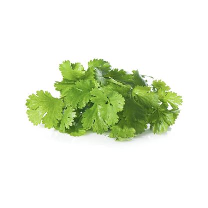 Picture of Greek Cilantro 1 Piece