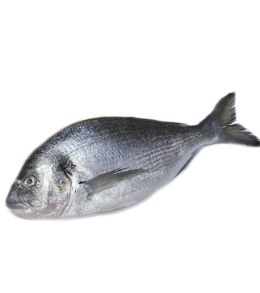 Picture of Breeding Sea Bream (fresh fish) 400/600 1T Greece