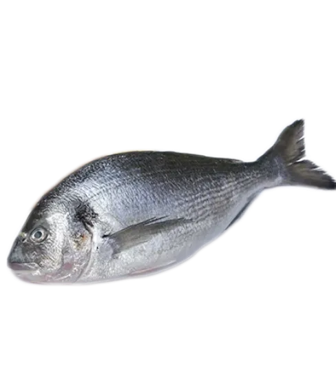 Picture of Breeding Sea Bream (fresh fish) 400/600 1T Greece