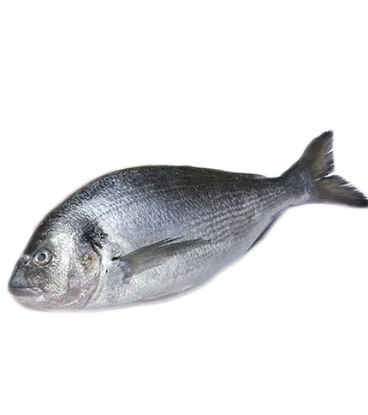 Picture of Breeding Sea Bream (fresh fish) 400/600 Greece