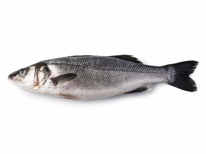 Picture of Breeding Sea Bass (fresh fish) 400/600 Greece