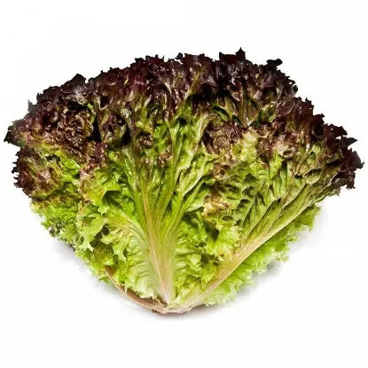 Picture of Greek Lettuce Lola 1 Piece